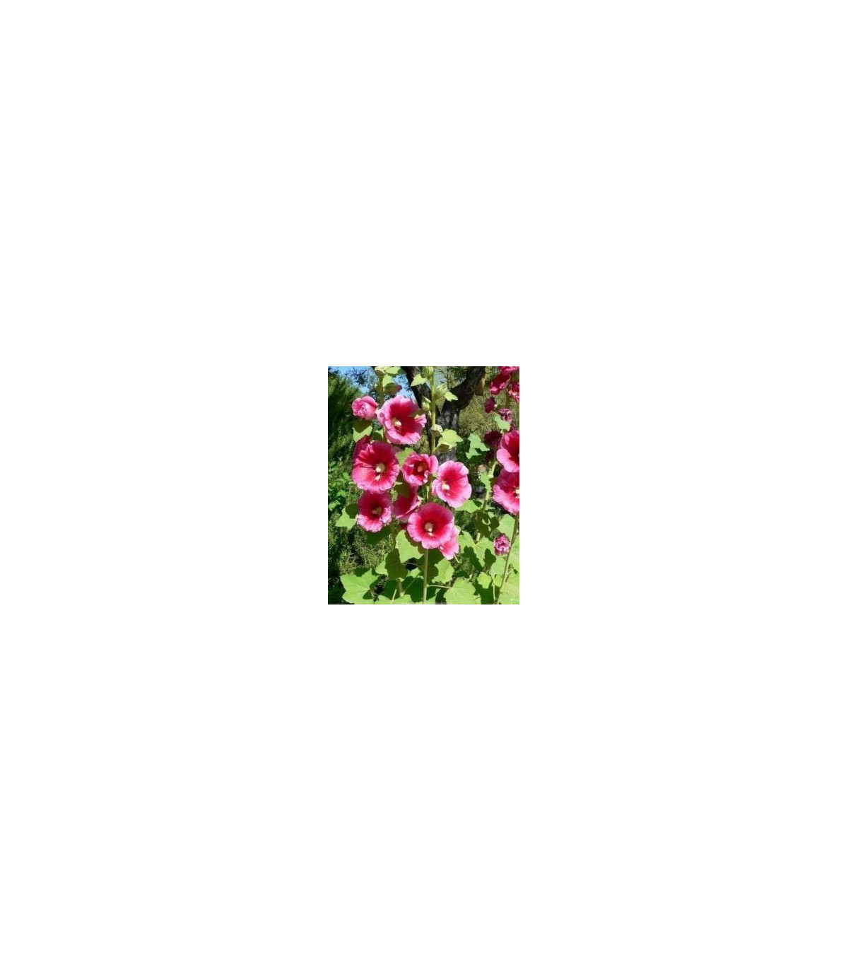 Topoľovka plnokvetá-Alcea rosea-semená topoľovka-40 ks