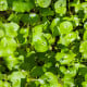 Portulaka zimná - Klajtónia prerastená - Claytonia perfoliata - semená klajtónie - 100 ks