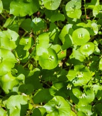 Portulaka zimná - Klajtónia prerastená - Claytonia perfoliata - semená klajtónie - 100 ks