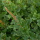 Mrlík Všeliek - Chenopodium Henricus - semená mrlíka - 200 ks