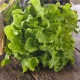 Šalát listový Dubáčik - Lactuca sativa - semená šalátu - 500 ks
