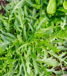 Rukola Speedy - Eruca sativa - semená - 0,5 g