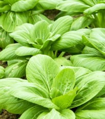 Choy Sum čínska kapusta Fuubi - Brassica parachinensis - semená kapusty - 100 ks