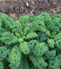 Kel kučeravý zelený Kadet - Brassica oleracea L. acephala - semená - 200 ks