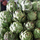 Artičoka záhradná Green Globe - Cynara scolymus - semená artičoky - 20 ks