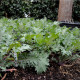 Kel Red Russian - Brassica oleracea - semená kelu - 0,5 g