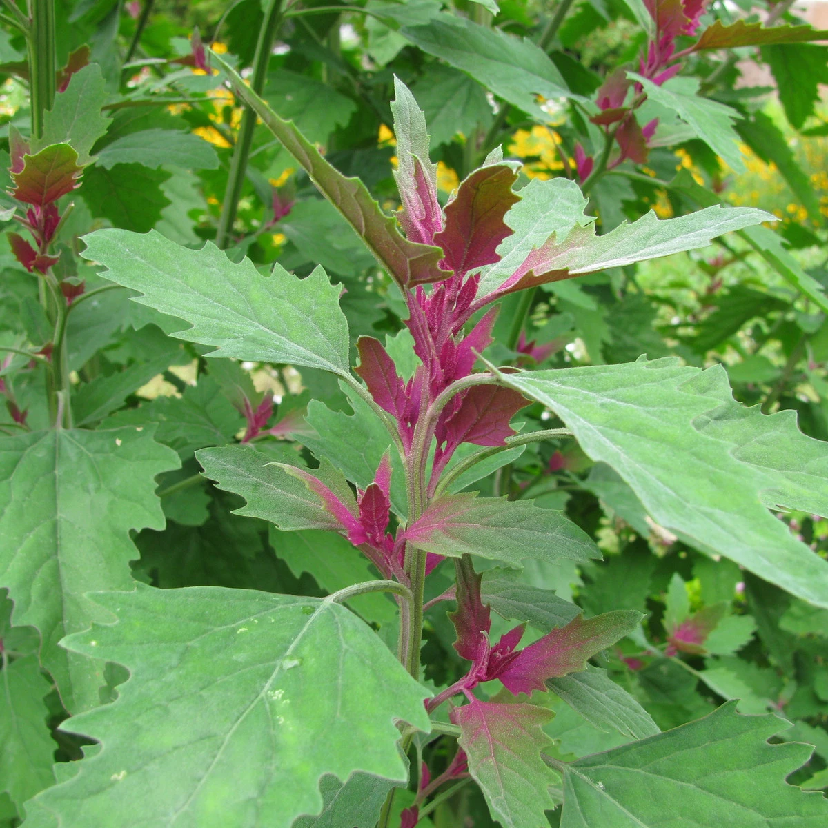 Špenát stromový - Chenopodium giganteum - semená špenátu - 300 ks