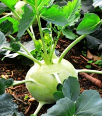 Kaleráb skorý Kartago F1 - Brassica oleracea - semená kalerábu - 50 ks