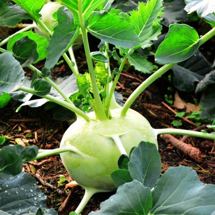 Kaleráb skorý Kartago F1 - Brassica oleracea - semená kalerábu - 50 ks