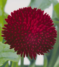 Sedmokráska obyčajná Tasso červená - Bellis perennis - semená sedmokrásky - 50 ks