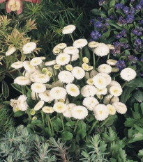 Sedmokráska obyčajná Tasso biela - Bellis perennis - semená sedmokrásky - 50 ks