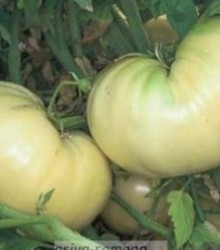Paradajka biela-semená rajčiakov-6 ks