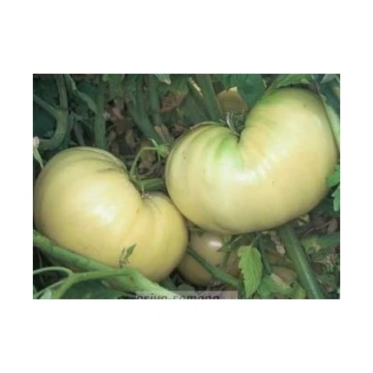 Paradajka biela - Solanum lycopersicum - semená paradajky - 6 ks