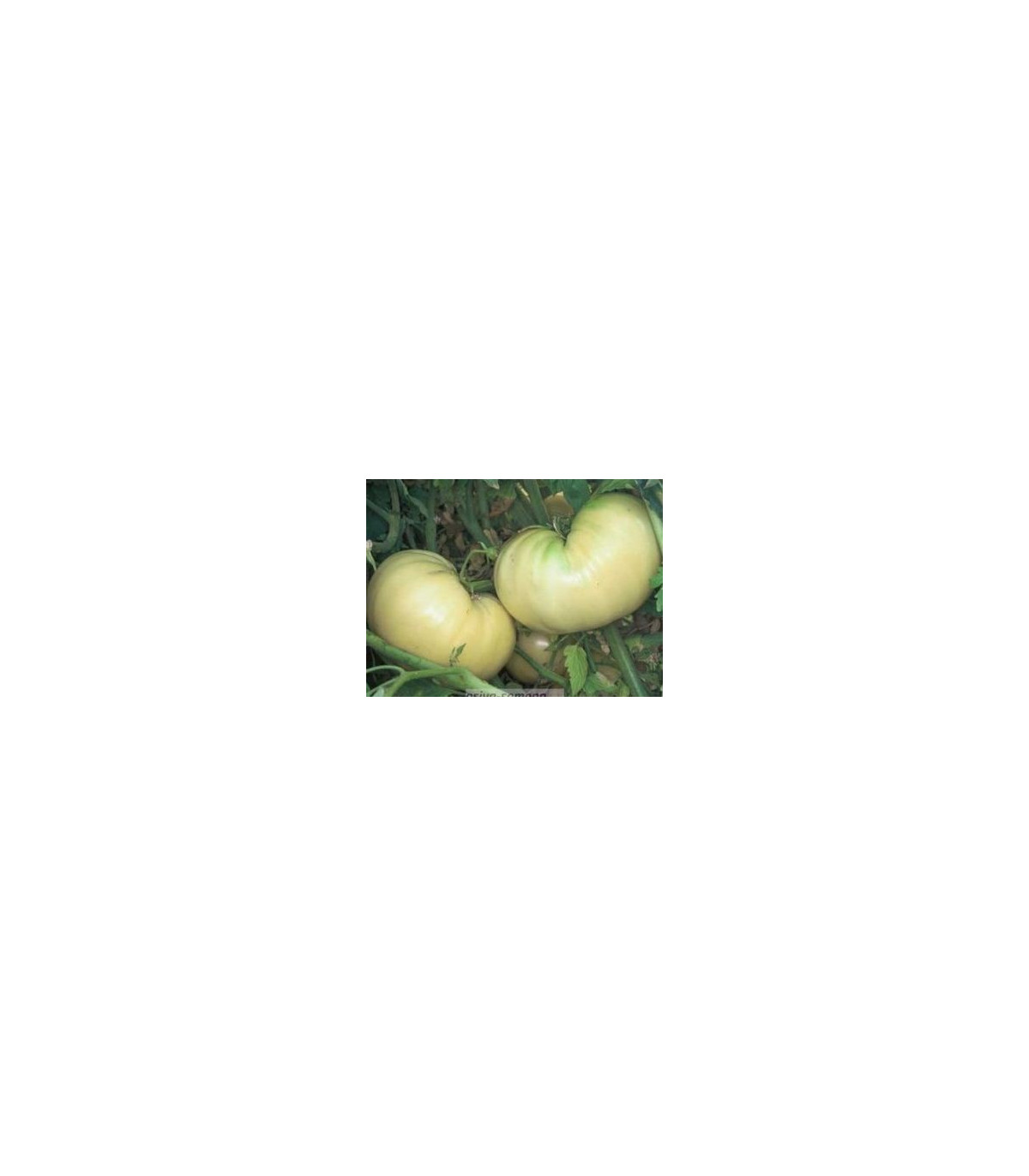 Paradajka biela - Solanum lycopersicum - semená paradajky - 6 ks