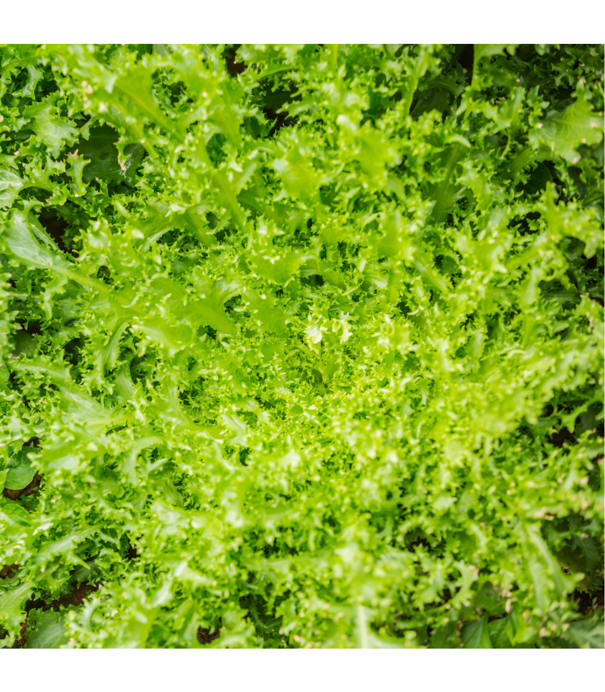 Endivia Escariol - Cichorium endivia L. - semená endivia - 150 ks