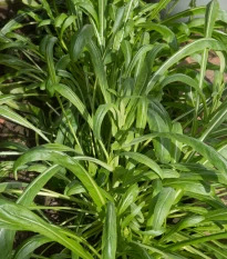 Japonský šalát Mibuna - Brassica rapa - semená šalátu - 40 ks