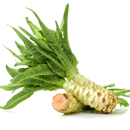 Šalát špargľový Celtuce - Lactuca sativa L. var. asparagina - semená šalátu - 300 ks