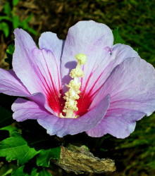 Ibištek sýrsky fialový - Hibiscus syriacus - semená - 12 ks