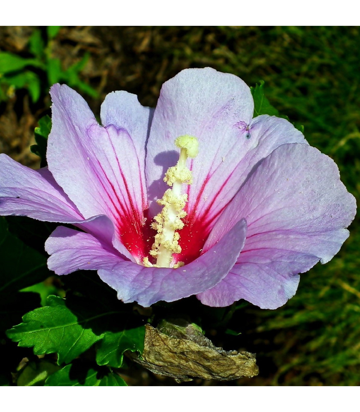 Ibištek sýrsky fialový - Hibiscus syriacus - semená - 12 ks
