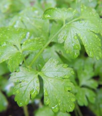 Petržlen Gigante d' Italia - Petroselinum crispum - semená petržlenovej vňate - 300 ks