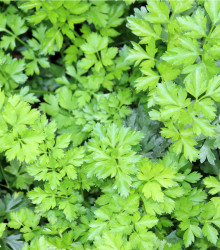 Petržlenová vňať hladká - Petroselinum crispum - semená - 500 ks