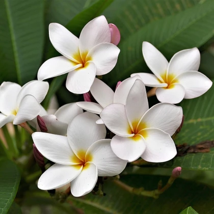 Havajský kvet - Plumeria - semená plumérie - 3 ks