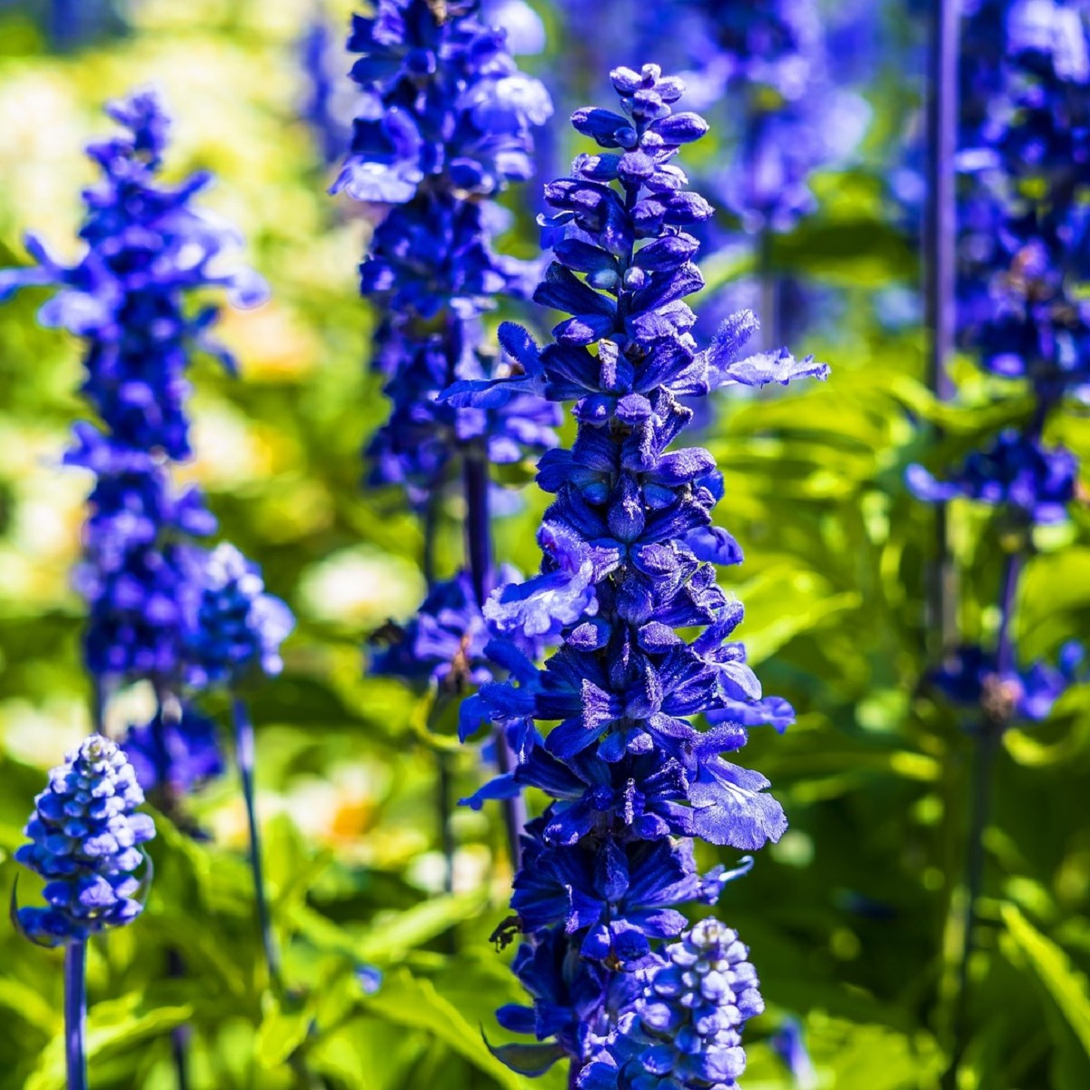 Šalvia Victoria Blue - Salvia farinacea - semená šalvie - 20 ks