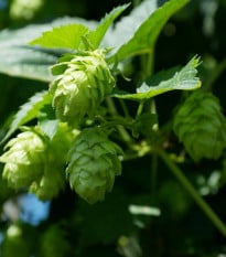 Chmeľ otáčavý - Humulus lupulus - semená chmeľu - 20 ks
