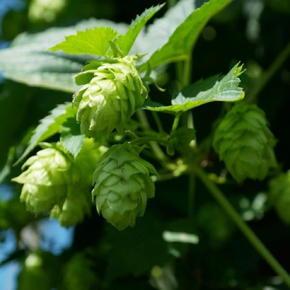Chmeľ otáčavý - Humulus lupulus - semená chmeľu - 8 ks