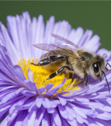 Medonosné kvety pre včely - semená medonosných kvetov pre včely - 10 g