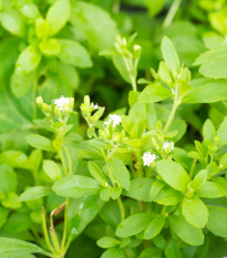 Stévia sladká - Stevia rebaudiana - semená stévie - 15 ks