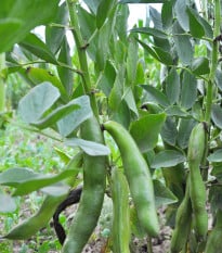Bôb Hangdown - Vicia faba - semená bôbu - 12 ks
