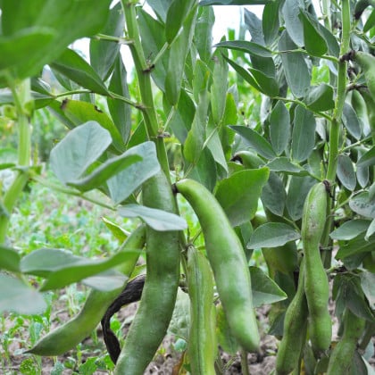 Bôb Hangdown - Vicia faba - semená bôbu - 12 ks