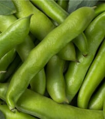 Bôb Threefold - Vicia faba - predaj semien bôbu - 30 ks