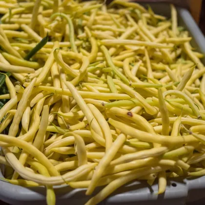 Fazuľa kríčková Golden Teepee - Phaseolus vulgaris - semená - 20 ks