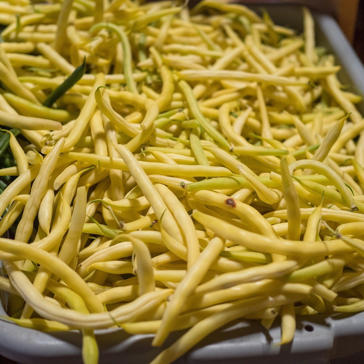 Fazuľa kríčková Golden Teepee - Phaseolus vulgaris - semená - 20 ks