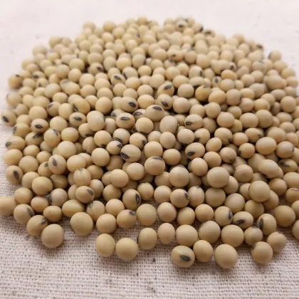 Sója - Glycina max - semená - 25 ks