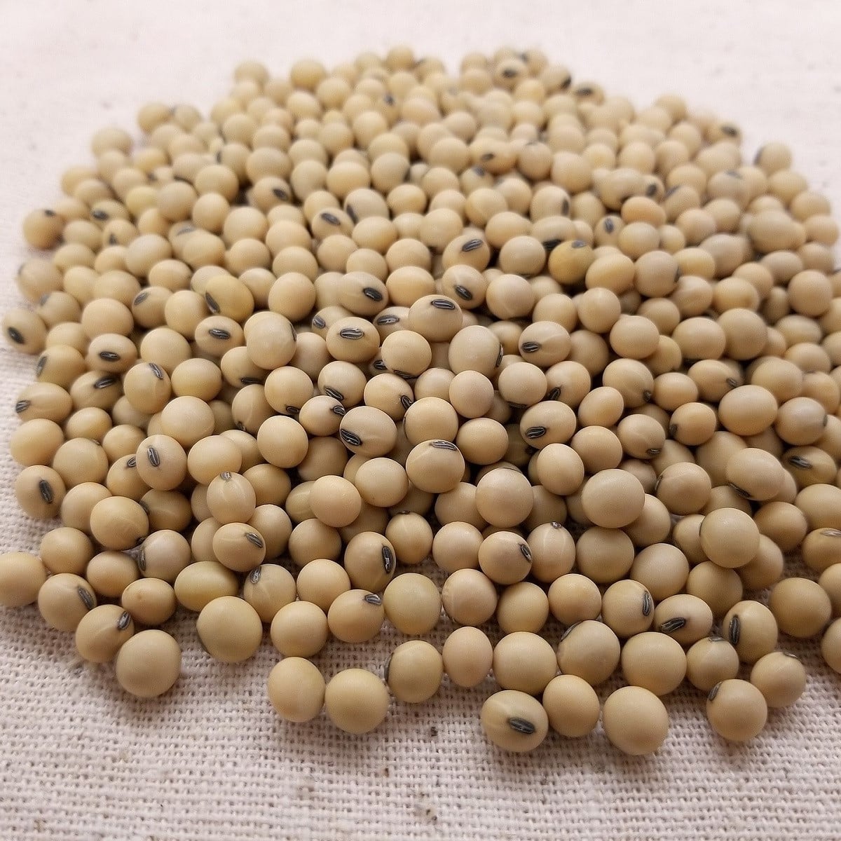 Sója - Glycina max - semená - 25 ks