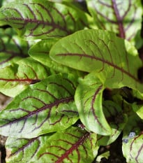 Šťavel krvavý - Rumex sanguineus - semená šťaveľa - 100 ks