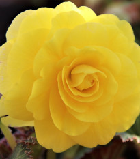 Begónia žltá - Begonia Pendula maxima - hľuzy begónie - 2 ks