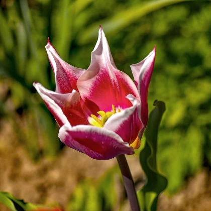 Tulipán Claudia - Tulipa - cibuľoviny - 3 ks