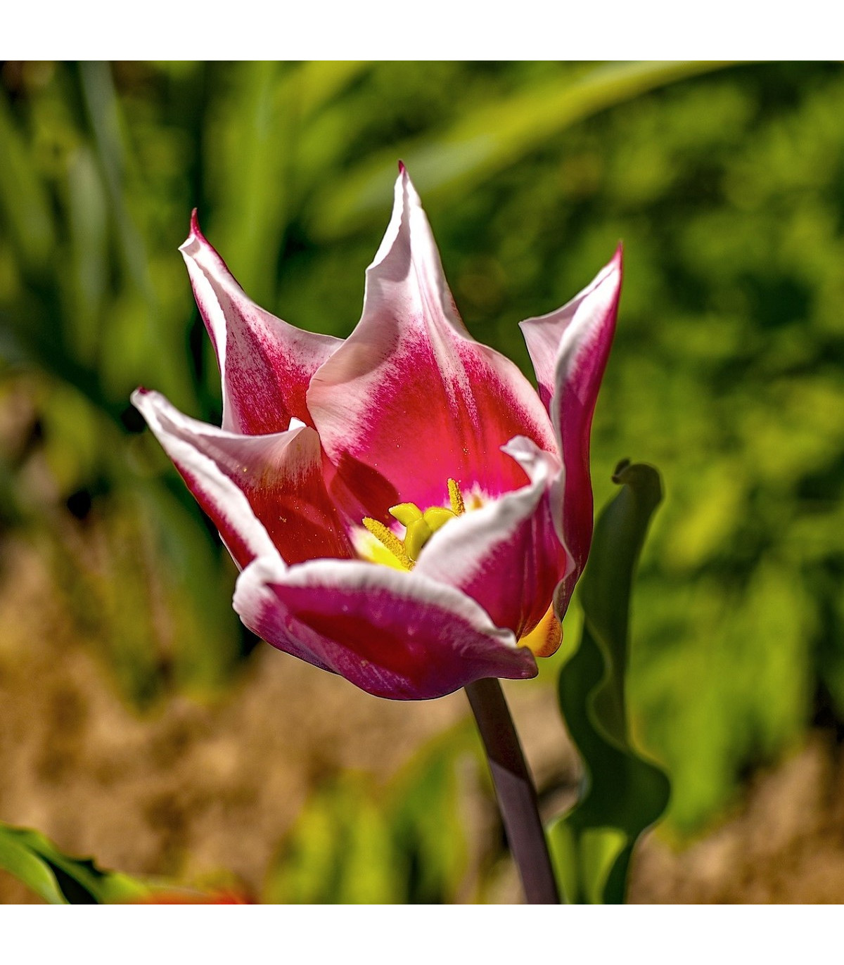 Tulipán Claudia - Tulipa - cibuľoviny - 3 ks