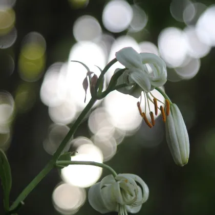 Ľalia Martagon biela - Lilium martagon album - cibuľoviny - 1 ks