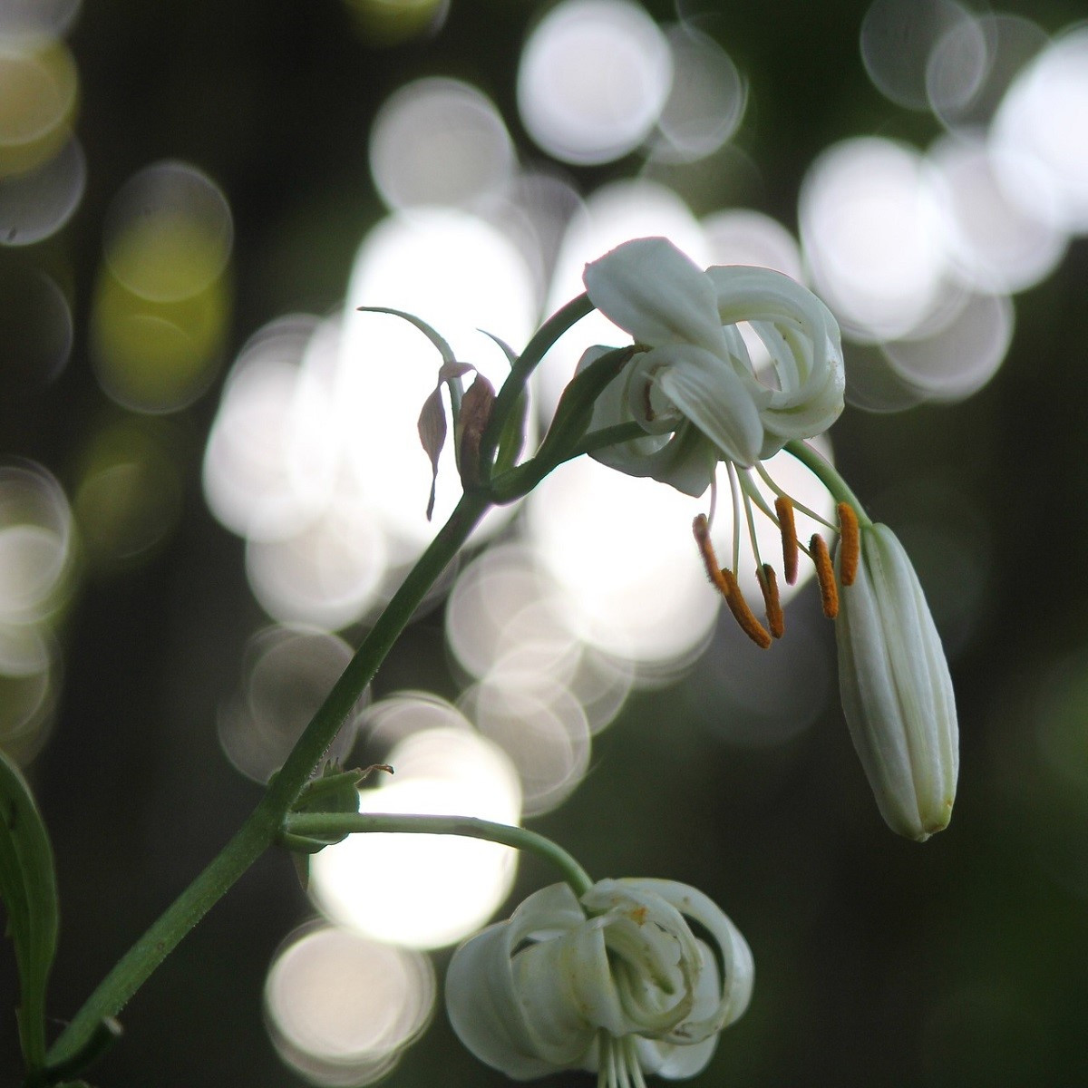 Ľalia Martagon biela - Lilium martagon album - cibuľoviny - 1 ks