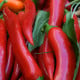 Chilli Kajenské korenie - Capsicum Annuum - semená - 8 ks