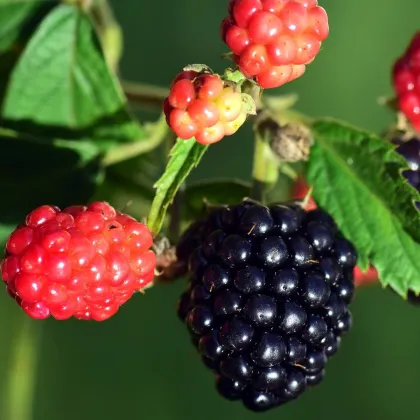 Ostružina beztŕňová čierna - černica - Rubus - voľnokorenné sadenice černíc - 1 ks