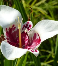 Tigrídia biela - Tigridia Alba - hľuzy tigrídie - 3 ks