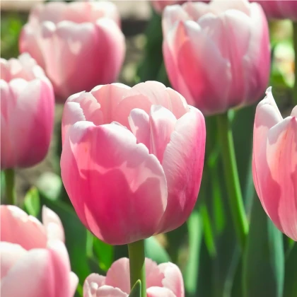 Tulipán Ollioules - Tulipa - cibuľoviny - 3 ks