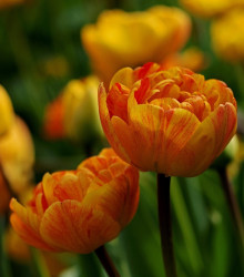 Tulipán Sunlover - Tulipa - cibuľoviny - 3 ks