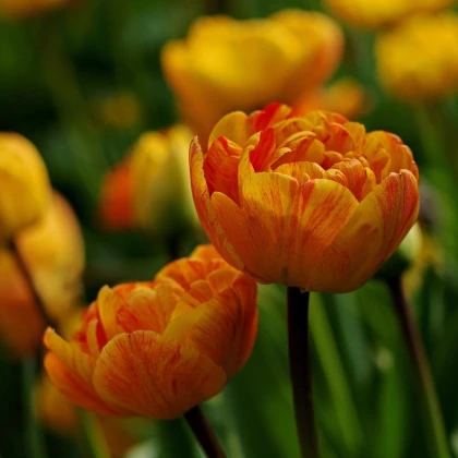 Tulipán Sunlover - Tulipa - cibuľoviny - 3 ks